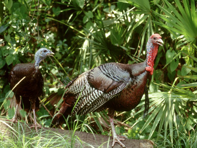 Florida wild turkeys