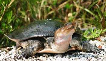 florida softshell turtle