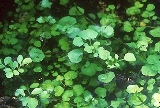 Florida water cress, found only in the state of Florida