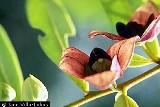 four petal pappaw, an endangered plant in Florida