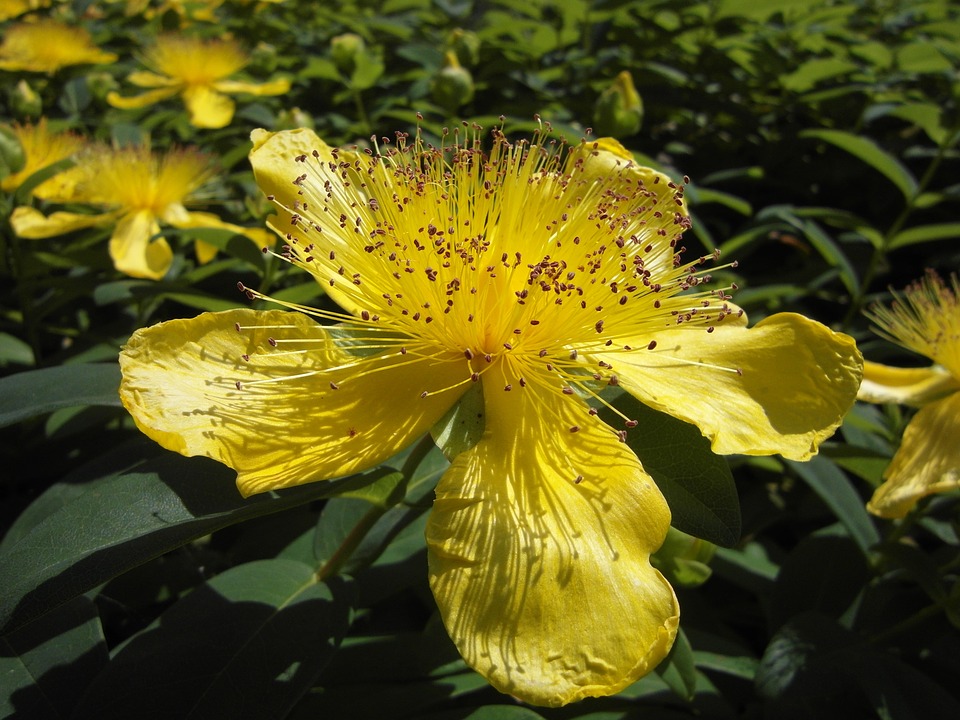 graceful four-petal St. Johns wort found through out Florida