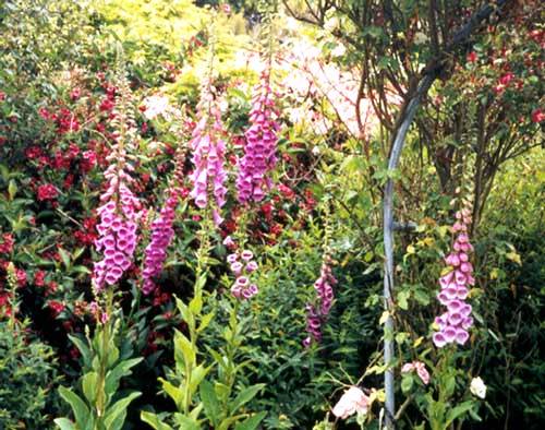 toxic foxglove plant in Florida