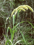 giant foxtail native to the Florida panhandle