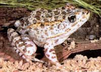 Florida gopher frog