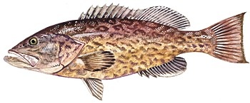 gag grouper found off the coast of Florida