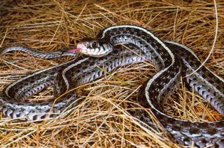 bluestripe garter snake