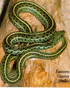 eastern garter snake