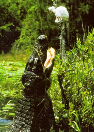 Alligator looking to eat a young bird by the water