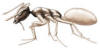 South Florida ghost ant