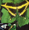 giant swallowtail butterfly