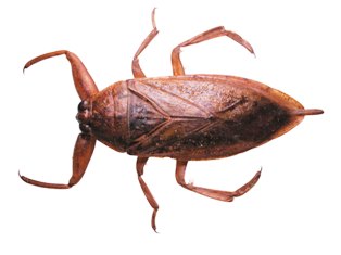 giant waterbug