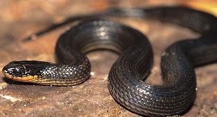 Glossy Crayfish Snake