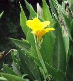 blooming golden canna, a Florida emersed palnt