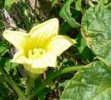 Okeechobee gourd endangered plant in Florida