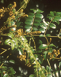 gray nicker foridian native plant