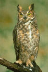 great horned owl