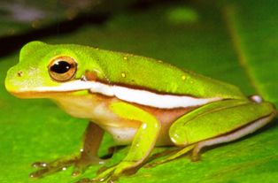 Florida Green Treefrog