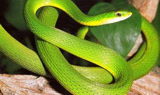 rough green snake