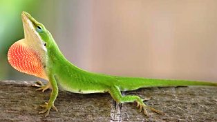 Florida green anole