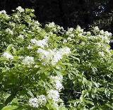 gulf greytwig endangered Florida shrub