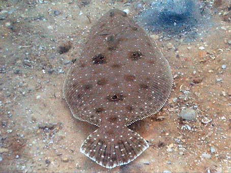 Gulf Flounder, often found in Florida waters