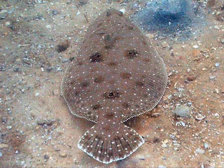 gulf-flounder.jpg