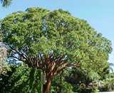 Floridian gumbo limbo tree