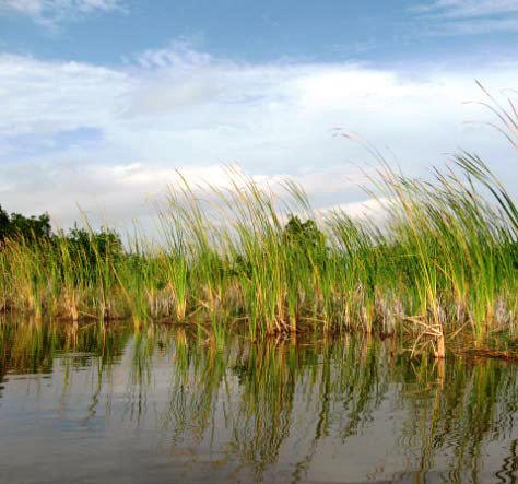 view on the canoe ride down the Blackwater River in Florida