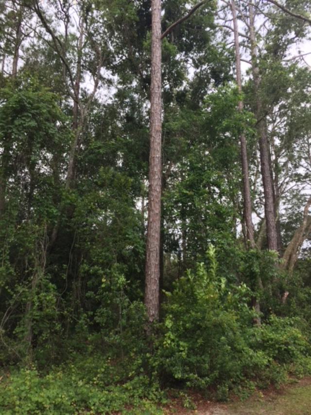 high Pines in central Florida