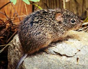 A typical Hispid Cotton Rat resides in grasslands in the Southern United States, Mexico, and Central America, including Florida.