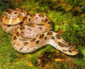 southern hognose snake