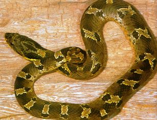 eastern hognose snake