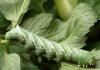 Tomato hornworm