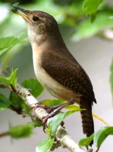 house wren in Florida