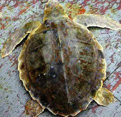 Kemp's Ridley Sea Turtle