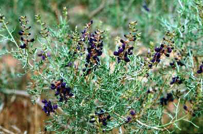 Floridian Indigo bush