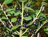 florida inkberry shrub