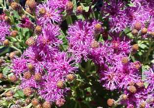 purple blooming ironweed, a butterfly favorite in Florida