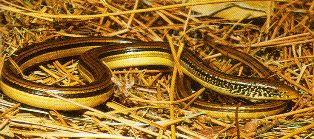 Florida and Georgia island glass lizard