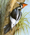 rare or extinct ivory billed woodpecker