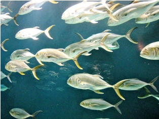 The crevalle jack is found in the Gulf of Mexico and up the coast of Florida including  estuaries and rivers. 