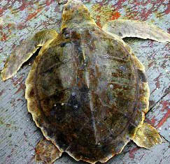 Kemps Ridley Sea Turtle- an endangered turtle in the state of Florida