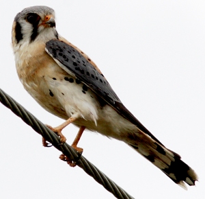 southeastern american kestrel bird found in Florida