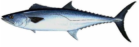 The king mackerel is common off bothe coasts of Florida