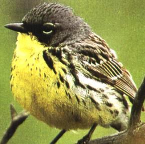 Kirtlands warbler an endangered bird that winters in south Florida