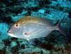 knobbed porgy called in south florida marine waters