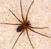 brown recluse spider or fiddleback spider