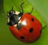 Florida ladybug