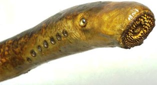 lamprey, a Florida prohibited aquatic fish.