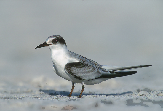 least tern